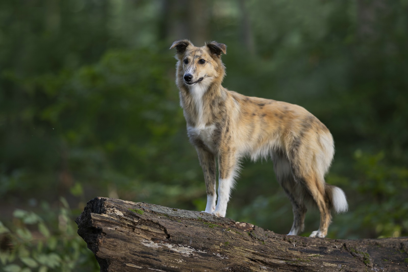 comp_Windsprite x Sheltie Moja 13.8.2025-4